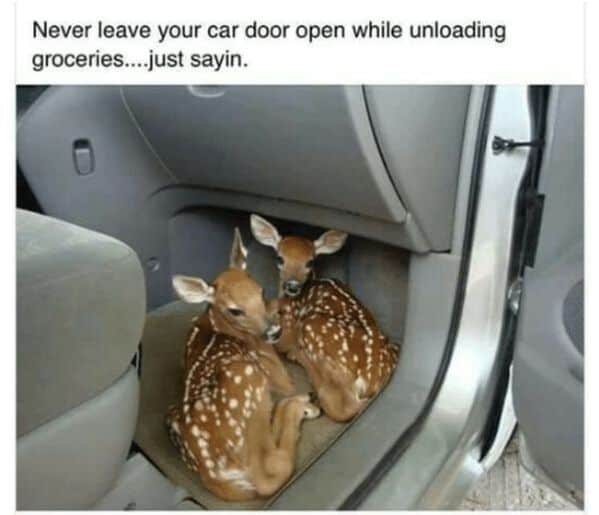 animal memes, funny animal memes, animal humor, funny pet memes, pet jokes, animal antics, hilarious animal posts