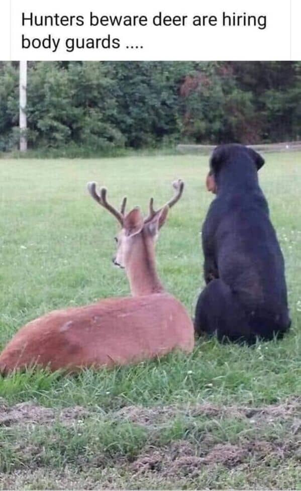 animal memes, funny animal memes, animal humor, funny pet memes, pet jokes, animal antics, hilarious animal posts