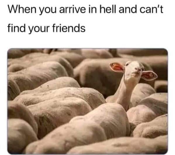 animal memes, funny animal memes, animal humor, funny pet memes, pet jokes, animal antics, hilarious animal posts