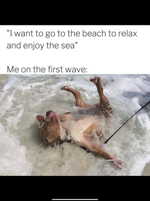 animal memes, funny animal memes, animal humor, funny pet memes, pet jokes, animal antics, hilarious animal posts