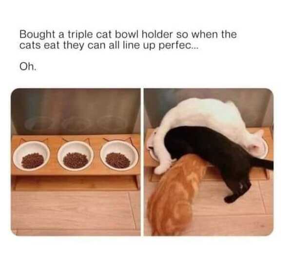 animal memes, funny animal memes, animal humor, funny pet memes, pet jokes, animal antics, hilarious animal posts