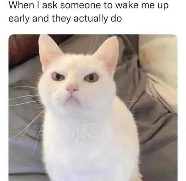 animal memes, funny animal memes, animal humor, funny pet memes, pet jokes, animal antics, hilarious animal posts
