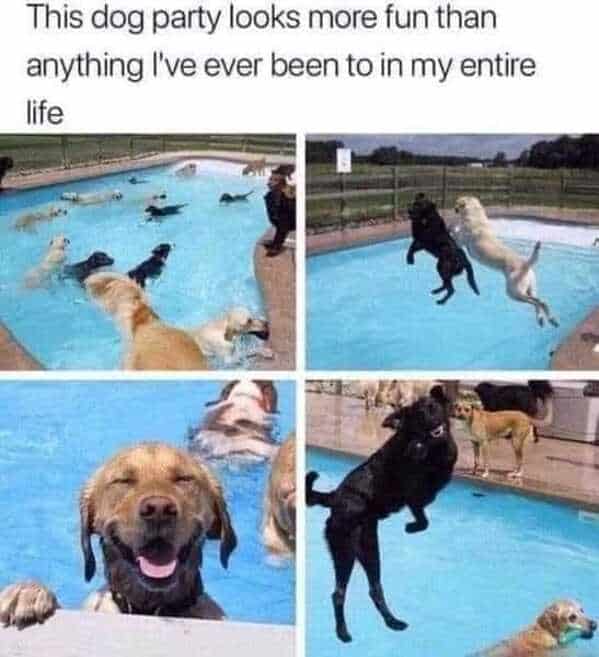animal memes, funny animal memes, animal humor, funny pet memes, pet jokes, animal antics, hilarious animal posts