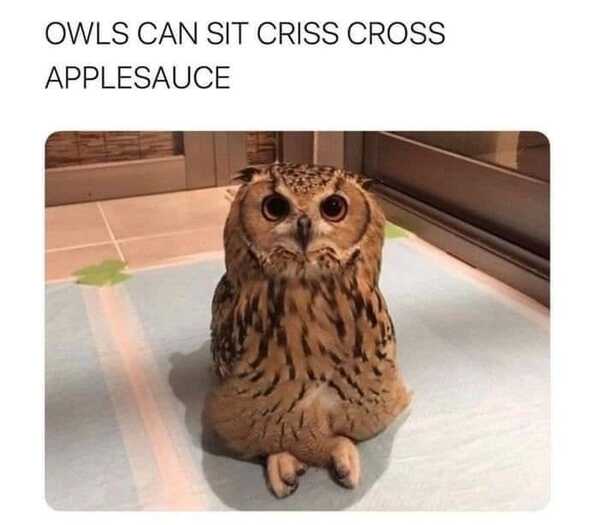 animal memes, funny animal memes, animal humor, funny pet memes, pet jokes, animal antics, hilarious animal posts