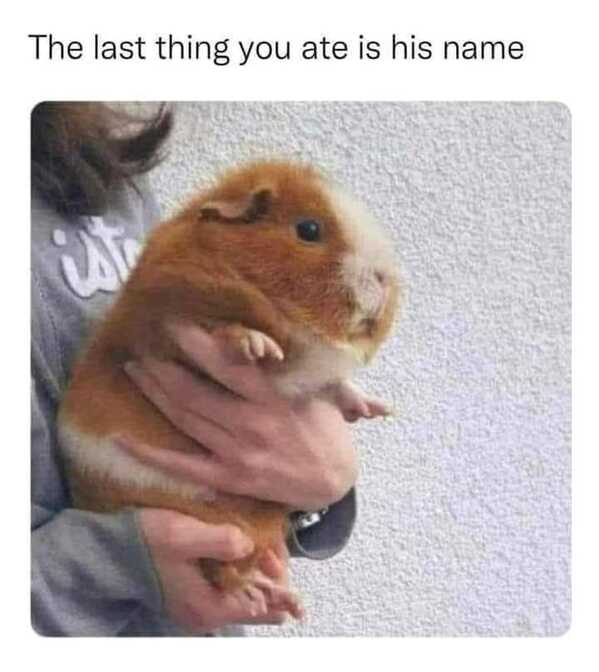 animal memes, funny animal memes, animal humor, funny pet memes, pet jokes, animal antics, hilarious animal posts