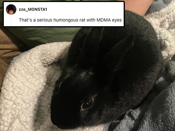 That's a serious humongous rat with MDMA eyes