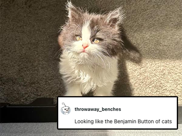 Looking like the Benjamin Button of cats