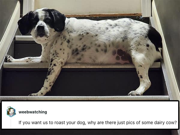 If you want us to roast your dog, why are there just pics of some dairy cow?