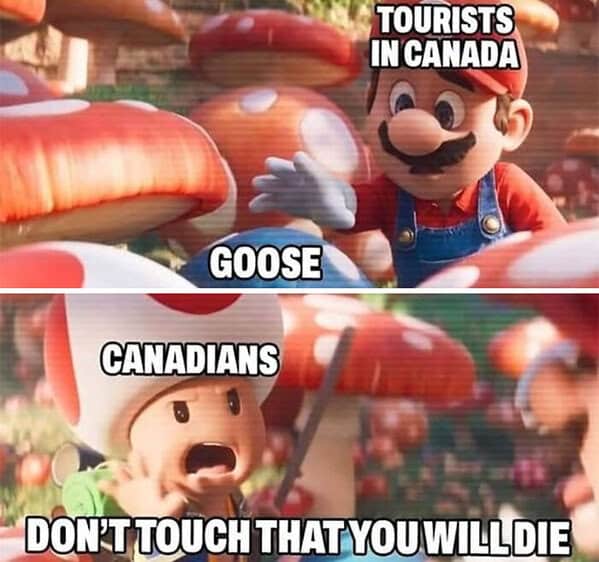 Canada memes, Canadian memes, maple syrup memes, funny Canada memes, Canadian humor memes, hockey memes, winter memes, Canadian jokes, cold weather humor, polite memes