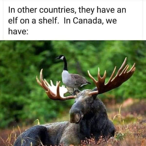 Canada memes, Canadian memes, maple syrup memes, funny Canada memes, Canadian humor memes, hockey memes, winter memes, Canadian jokes, cold weather humor, polite memes