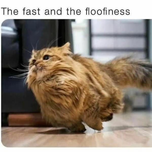 The fast and the floofiness