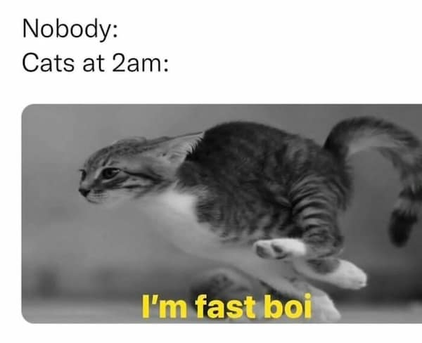 Nobody: Cats at 2am: I'm fast boi