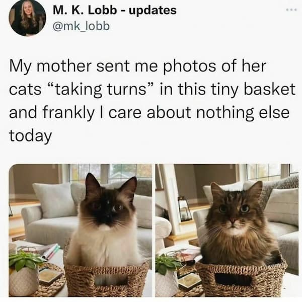 My mother sent me photos of her cats "taking turns" in this tiny basket and frankly I care about nothing else today