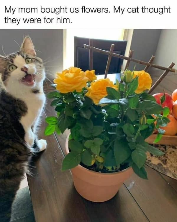 My mom bought us flowers. My cat thought they were for him.