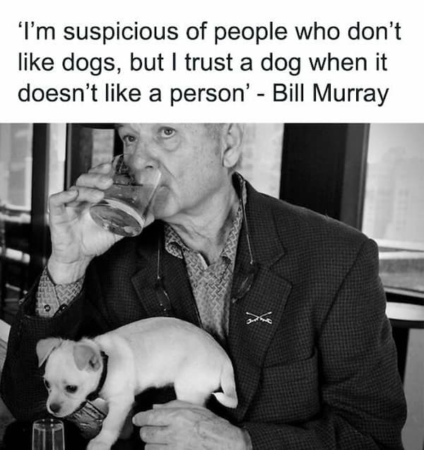 dog memes, funny dog memes, doggo memes, dog lover memes, dog humor, funny pet memes, canine memes, puppy jokes, funny doggo posts