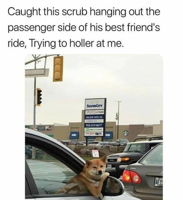 dog memes, funny dog memes, doggo memes, dog lover memes, dog humor, funny pet memes, canine memes, puppy jokes, funny doggo posts