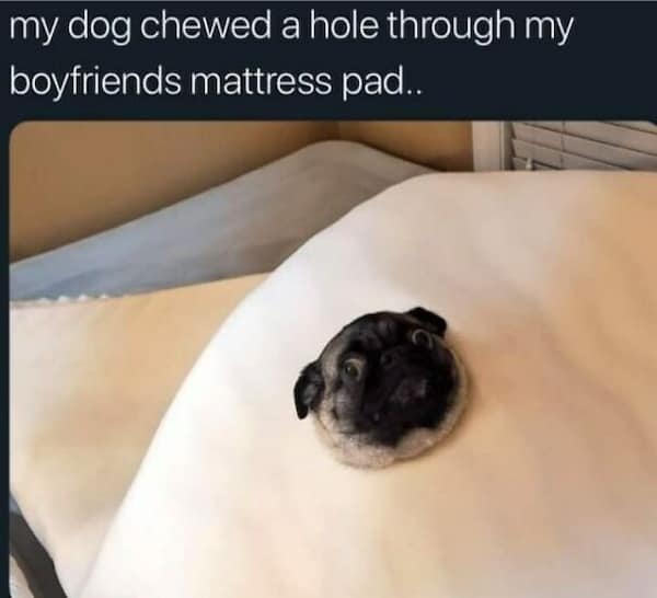 dog memes, funny dog memes, doggo memes, dog lover memes, dog humor, funny pet memes, canine memes, puppy jokes, funny doggo posts