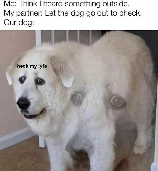 dog memes, funny dog memes, doggo memes, dog lover memes, dog humor, funny pet memes, canine memes, puppy jokes, funny doggo posts