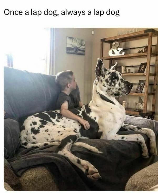 dog memes, funny dog memes, doggo memes, dog lover memes, dog humor, funny pet memes, canine memes, puppy jokes, funny doggo posts