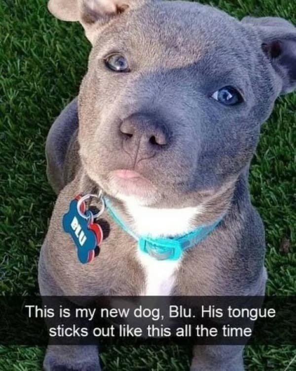 dog memes, funny dog memes, doggo memes, dog lover memes, dog humor, funny pet memes, canine memes, puppy jokes, funny doggo posts