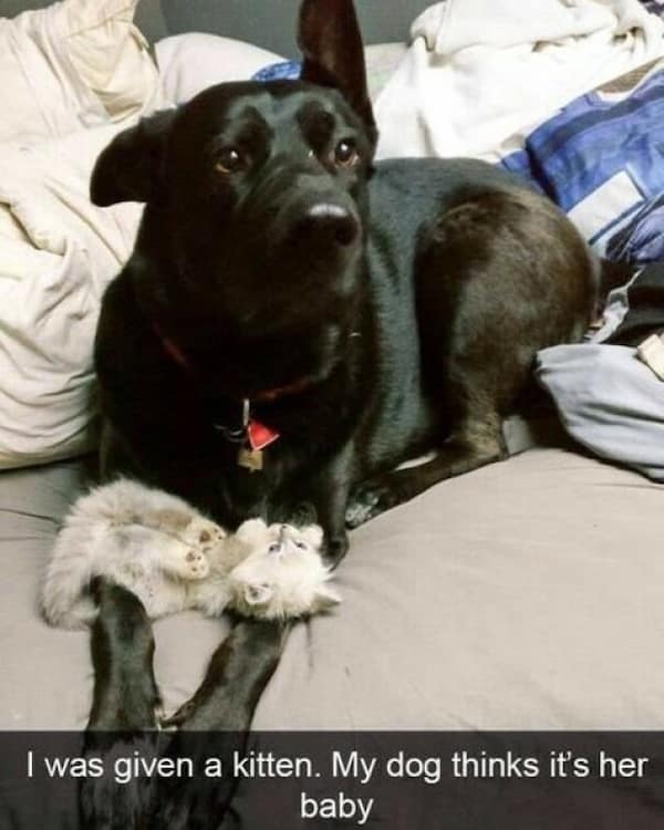 dog memes, funny dog memes, doggo memes, dog lover memes, dog humor, funny pet memes, canine memes, puppy jokes, funny doggo posts