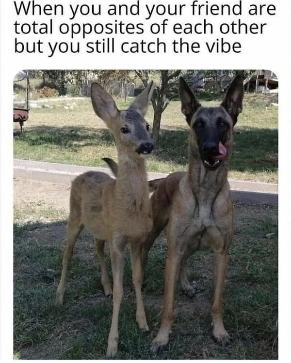 dog memes, funny dog memes, doggo memes, dog lover memes, dog humor, funny pet memes, canine memes, puppy jokes, funny doggo posts