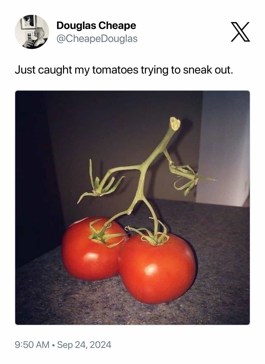 Just caught my tomatoes trying to sneak out.