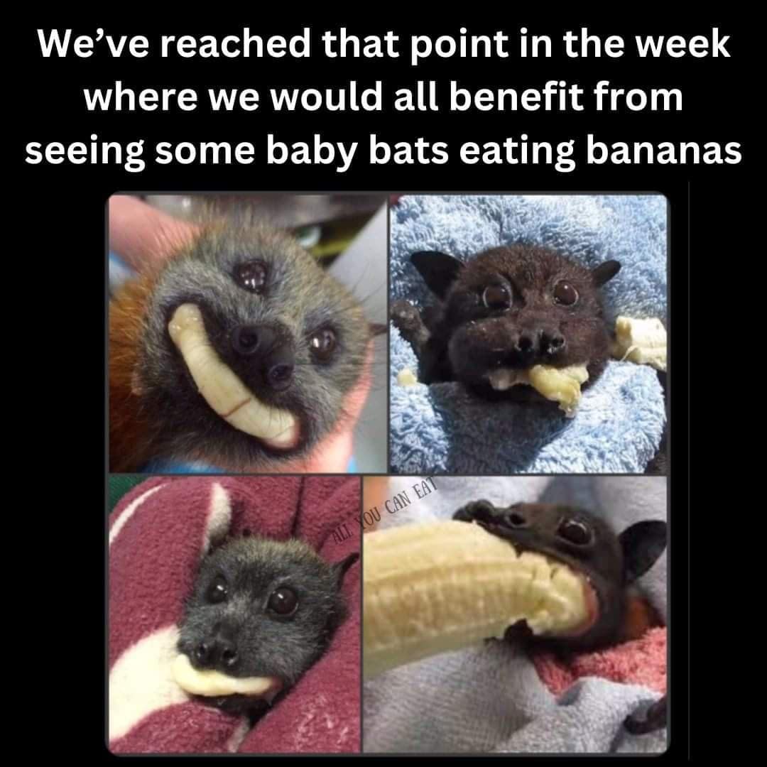 We've reached that point in the week where we would all benefit from seeing some baby bats eating bananas