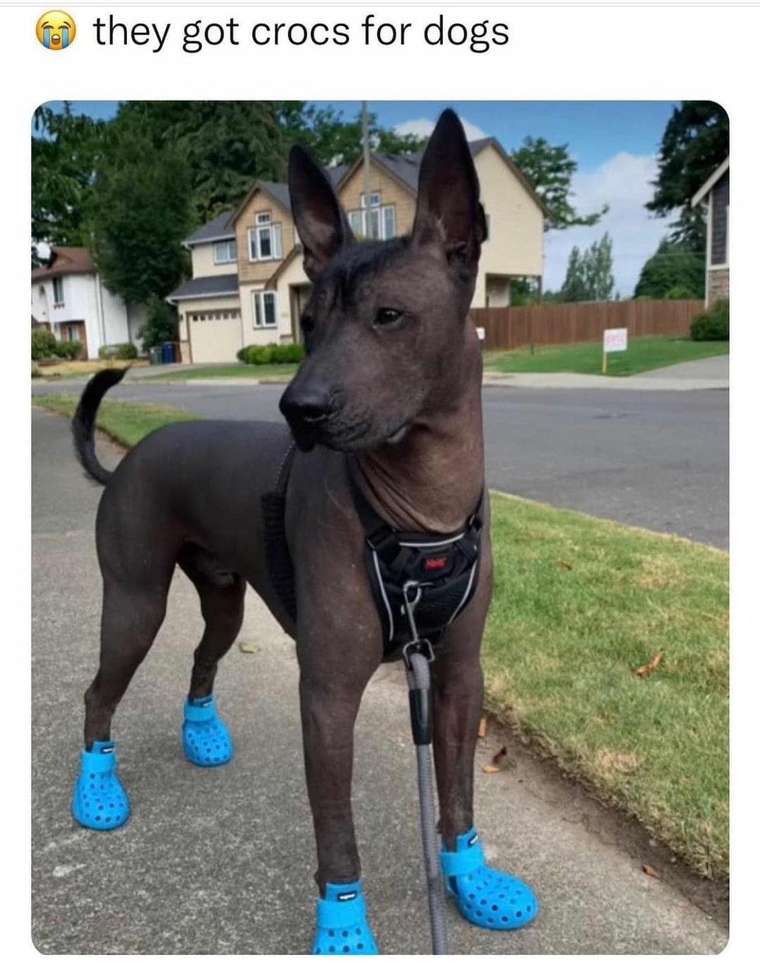 they got crocs for dogs