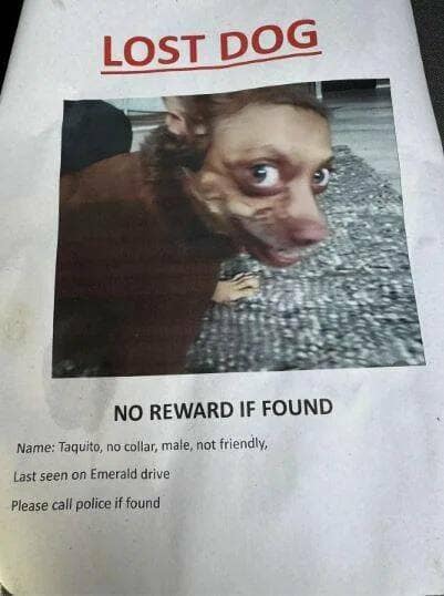 LOST DOG NO REWARD IF FOUND