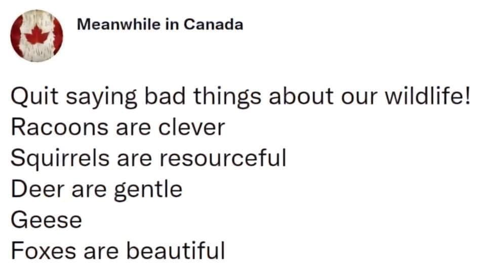 funny memes, funny images, funny pics, funny pictures