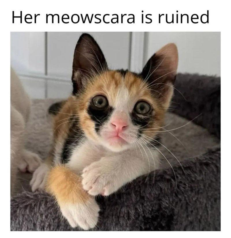 Her meowscara is ruined