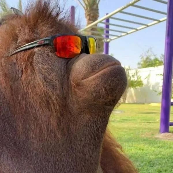 funny images, funny pics, funny pictures