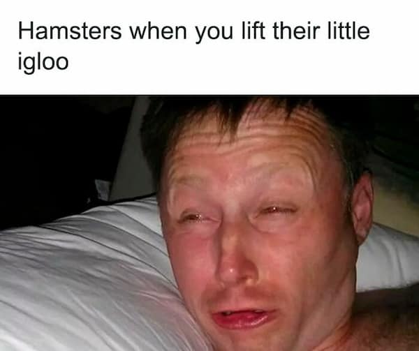 hamster memes, funny hamster memes, hamster jokes, chaotic pets, pet memes, hamster humor
