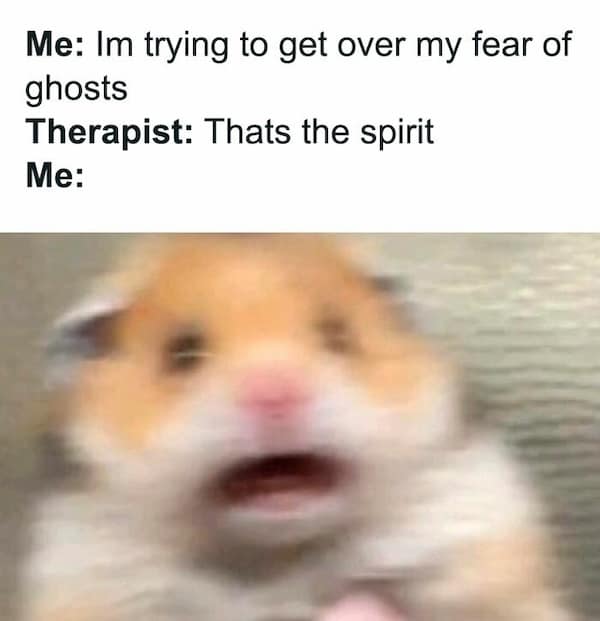 hamster memes, funny hamster memes, hamster jokes, chaotic pets, pet memes, hamster humor