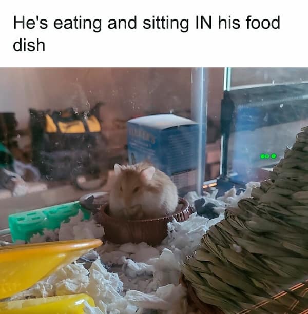 hamster memes, funny hamster memes, hamster jokes, chaotic pets, pet memes, hamster humor