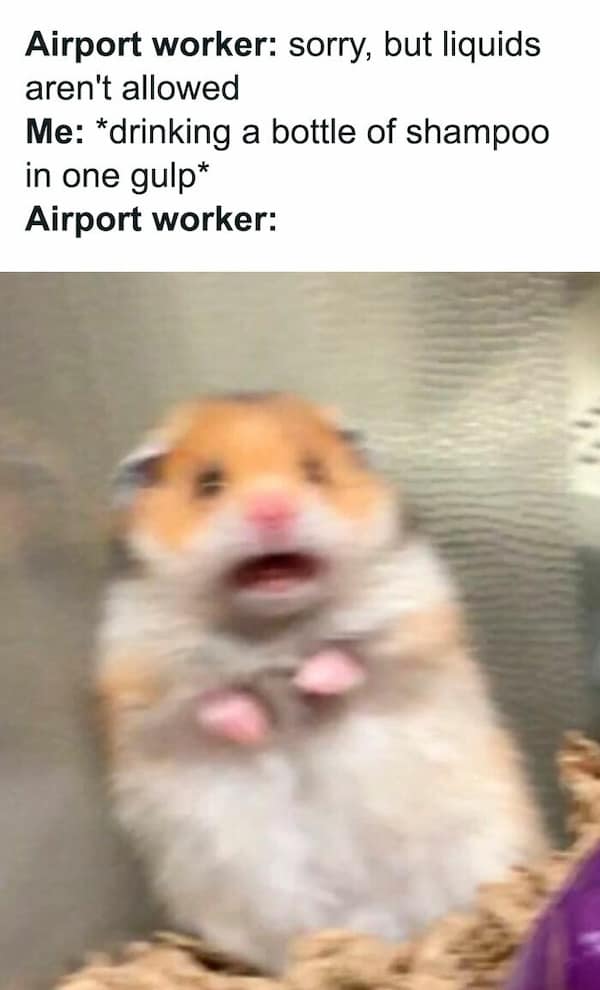 hamster memes, funny hamster memes, hamster jokes, chaotic pets, pet memes, hamster humor