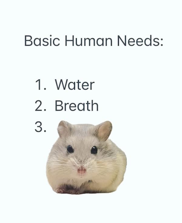 hamster memes, funny hamster memes, hamster jokes, chaotic pets, pet memes, hamster humor
