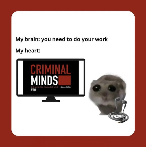 hamster memes, funny hamster memes, hamster jokes, chaotic pets, pet memes, hamster humor