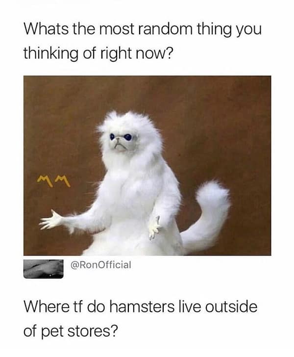 hamster memes, funny hamster memes, hamster jokes, chaotic pets, pet memes, hamster humor