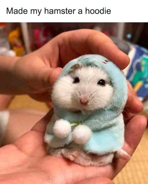 hamster memes, funny hamster memes, hamster jokes, chaotic pets, pet memes, hamster humor
