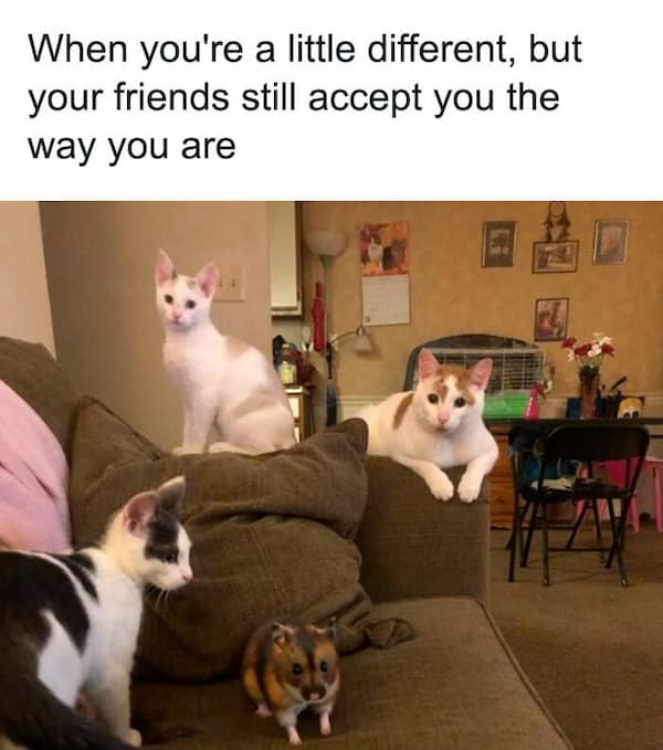 hamster memes, funny hamster memes, hamster jokes, chaotic pets, pet memes, hamster humor