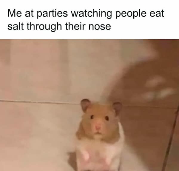 hamster memes, funny hamster memes, hamster jokes, chaotic pets, pet memes, hamster humor