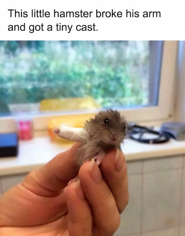 hamster memes, funny hamster memes, hamster jokes, chaotic pets, pet memes, hamster humor