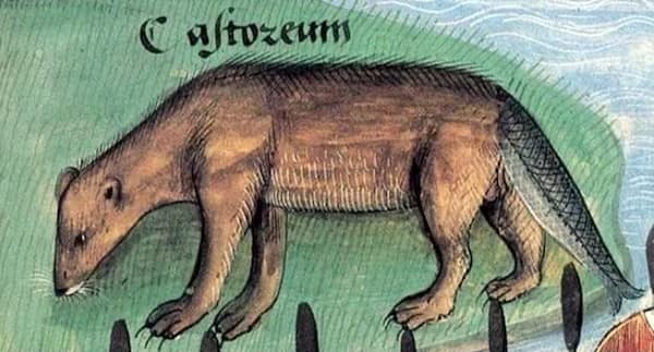 medieval animals, medieval art fails, medieval illustrations, strange historical depictions, historical art humor