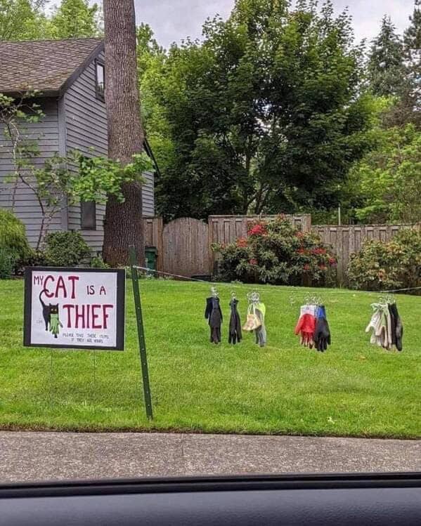 meme dump, funny memes, hilarious memes, internet humor, funny memes, laughter-inducing content, meme collection, humor compilation, joke repository