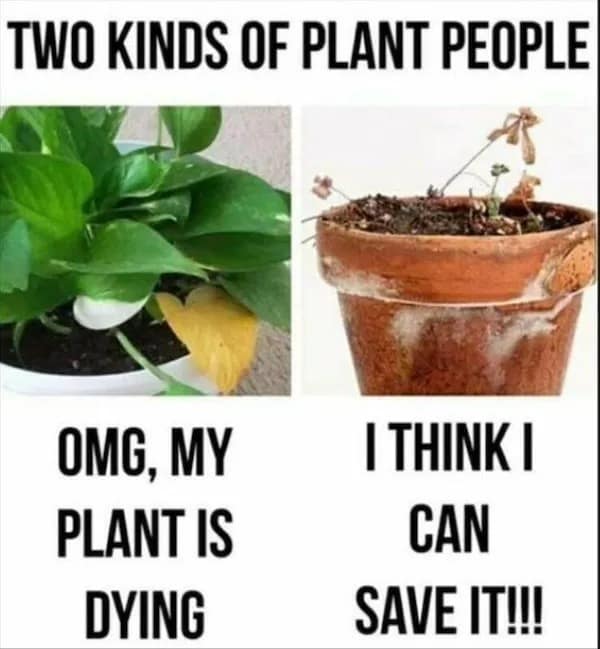 meme dump, funny memes, hilarious memes, lunch break humor, daily memes, internet laughter, meme feast, comedic buffet, laughter bonanza