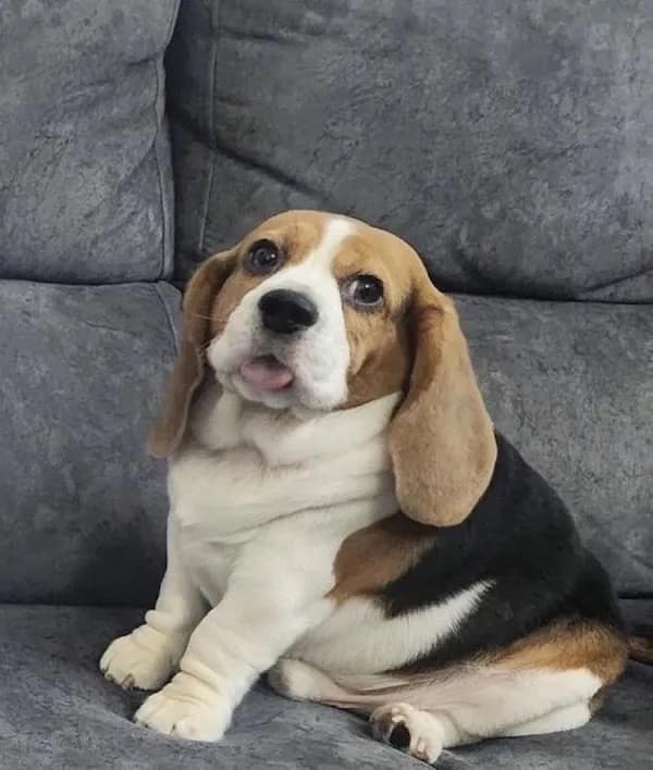 meme dump, funny memes, hilarious memes, lunch break humor, daily memes, internet laughter, meme feast, comedic buffet, laughter bonanza