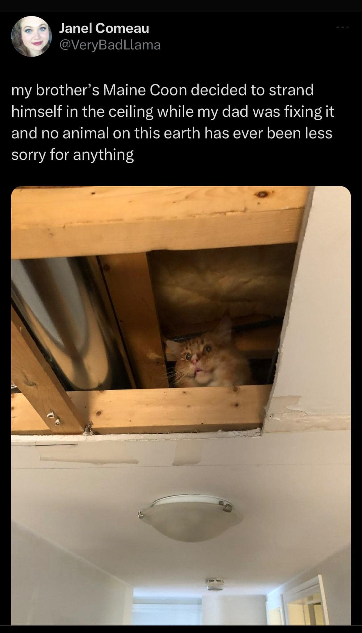 meme dump, funny memes, hilarious memes, lazy Sunday memes, humorous memes, meme collection, laughter repository, chuckle compilation, meme extravaganza