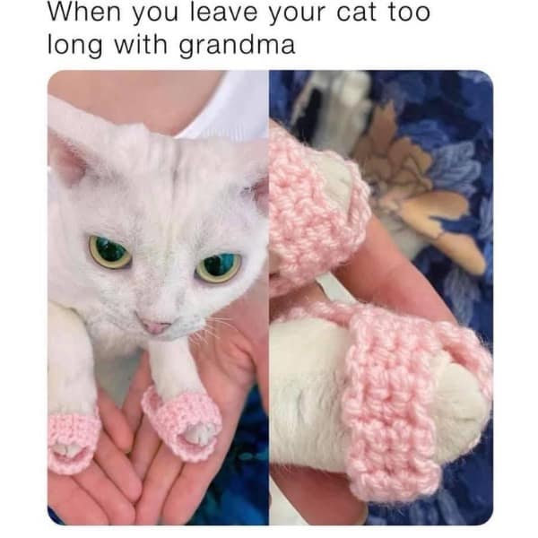 meme dump, funny memes, hilarious memes, lunch break memes, memes for work, daily funny memes, internet memes, trending memes, relatable memes